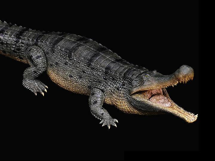 Rebor 1/35 Museum Class Replica - Sarcosuchus imperator "Lica" (Lake Ver.) [Deluxe Pack]